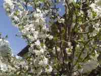 Продаю дом на участке 3,5 сот. в Ташкенте, фотография 10