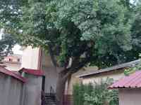 Частный дом, Ул. Олтинтепа (Циолковского), фотография 4