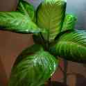 Продам комнатные растения, фотография 8