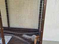 Белочки красивые, парочка, фотография 4