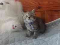 Породистые шотландские котята, фотография 5