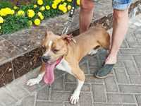 Стаффорд бесплатно, фотография 4