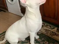 Бультерьер, фотография 6