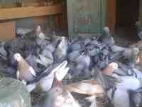 Голуби, фотография 7