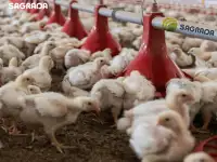 Оборудование для выращивания бройлеров с удаленным контролем, фотография 2