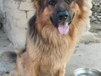 Щенки немецкой овчарки, фотография 2