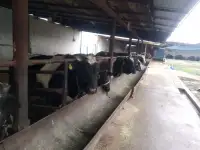 Ферма сотилади, область, Янгиюльский район, фотография 4