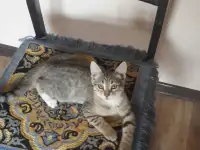 Котята 4 штуки., фотография 3