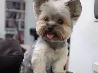 Стрижка собак мелких пород, фотография 2