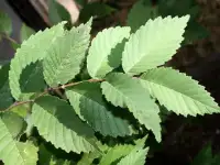 Манзарали дарахт кчатлари, фотография 7