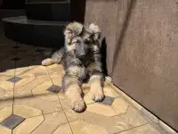 продаются щенки немецкой овчарки