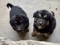 Продаются щенки, фотография 4