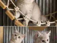 Элитные Британские котята, фотография 7