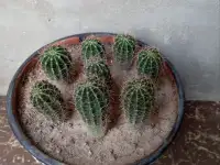 Срочно продам комнатные растения, фотография 5