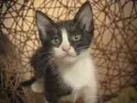 Котятки ищут дом!!, фотография 3