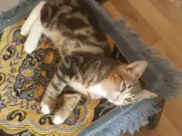 Котята 4 штуки., фотография 2