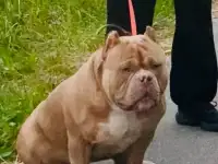 Вязка Американского булли, фотография 2