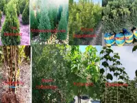 Манзарали дарахт кчатлари, фотография 10