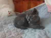 Породистые шотландские котята, фотография 4