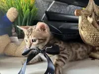 Бенгальский котенок, фотография 3