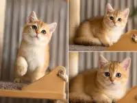 Элитные Британские котята, фотография 6