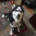 Продается чистокровный хаски, фотография 4