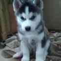 Щенки Сибирской Хаски, фотография 4