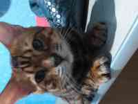 Бингальский кот, родословный, с документами и прививками, фотография 4