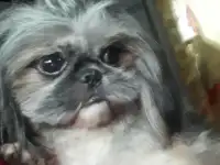 Собака по породе ши-тцу ищет себе подружку для вязки полтора года не развязан, фотография 4