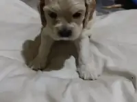 Продаются щенки