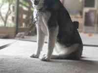 Сибирская хаски родословная девочка по кличке Тайга, фотография 2