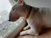 Бультерьер, фотография 4