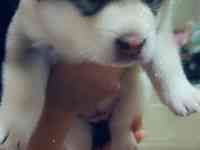 Продаются щенки Аляскинского маламута, фотография 5