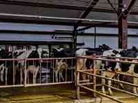 Продажа КРС оптом живым весом по РФ и СНГ, фотография 6