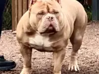 Вязка Американского булли