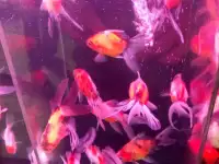 Аквариумные рыбки