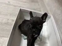 Французский бульдог