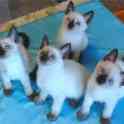 Элитные  сиамские котята, фотография 7