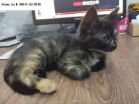 Многомастная ласковая кошечка