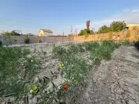 Продам дачу 8 соток около ташморе срочно, Лола ариқ МФЙ, СВТ-2 ГУВД БУШ, фотография 8