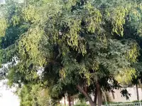 Манзарали дарахт кчатлари, фотография 6