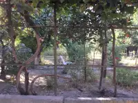 Продается дом в Tашкентской области с большим участком, гаражом и садом с фруктовыми деревьями, фотография 3