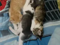 Котятки озорные и веселые, фотография 2