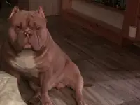 Вязка Американского булли, фотография 5