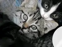 Отдаем котят в хорошие руки, фотография 4