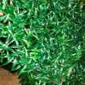 Искусственный газон для оформления живых уголков., фотография 8