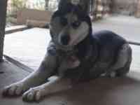 Сибирский хаски родословная здоровая девочка 2 года паспорт прививка, фотография 3