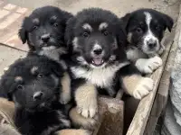 Продаются щенки