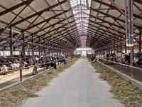 Продажа КРС оптом живым весом по РФ и СНГ, фотография 3