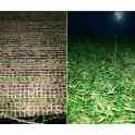 Искусственный газон для оформления живых уголков., фотография 3